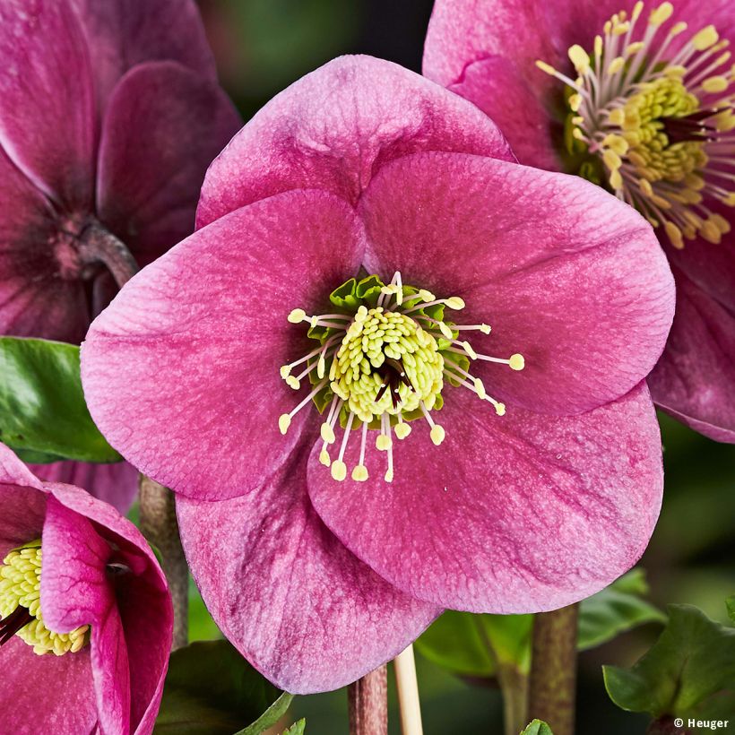 Helleborus lemperii Lulu (Flowering)