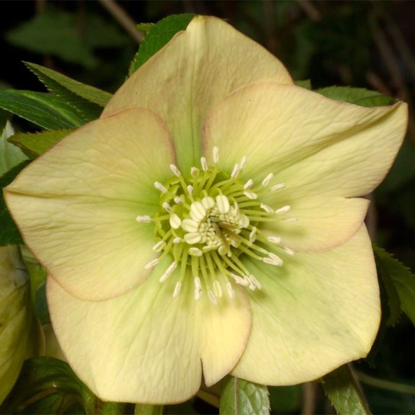 Helleborus hybridus Magic Apricot guttatus (Flowering)