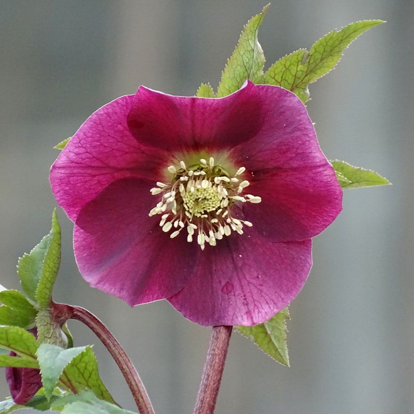 Helleborus hybridus Magic Rouge (Flowering)