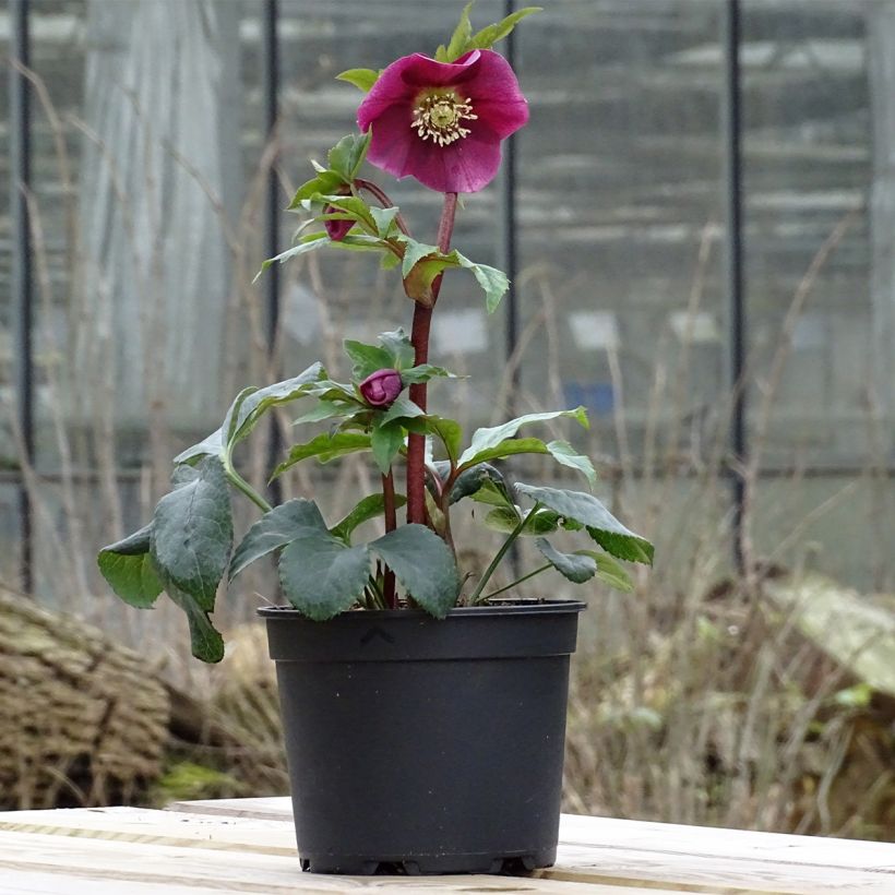 Helleborus hybridus Magic Rouge (Plant habit)