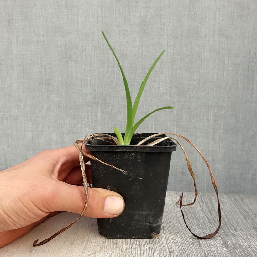 Hemerocallis Amadeus - Daylily 8/9 cm pot sample as delivered in spring
