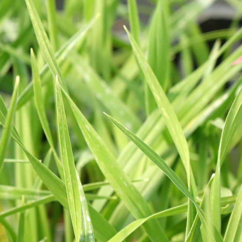 Hemerocallis American Revolution - Daylily (Foliage)