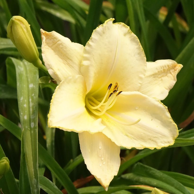 Hemerocallis Arctic Snow - Daylily (Flowering)