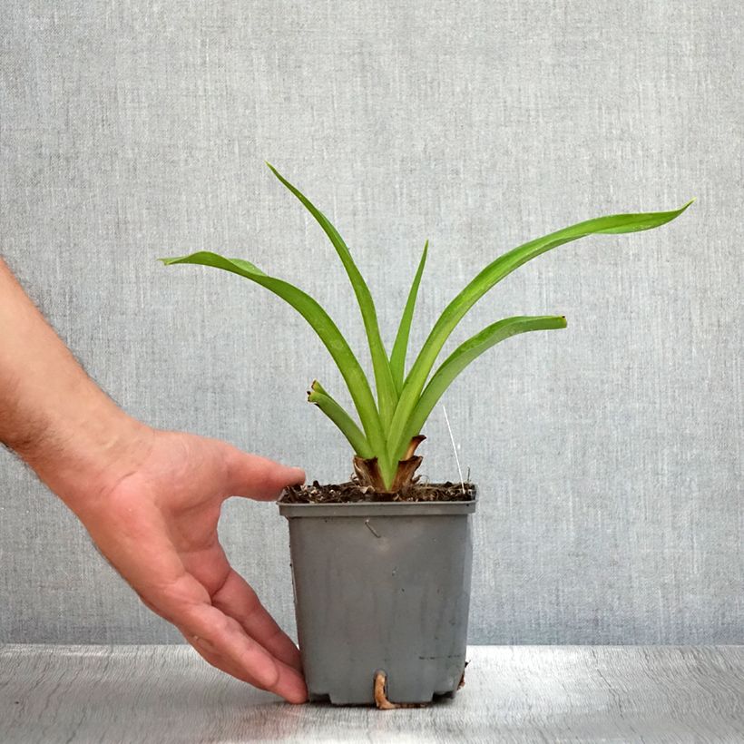 Hemerocallis Baracuda Bay - Daylily 1L/1.5L pot sample as delivered in summer