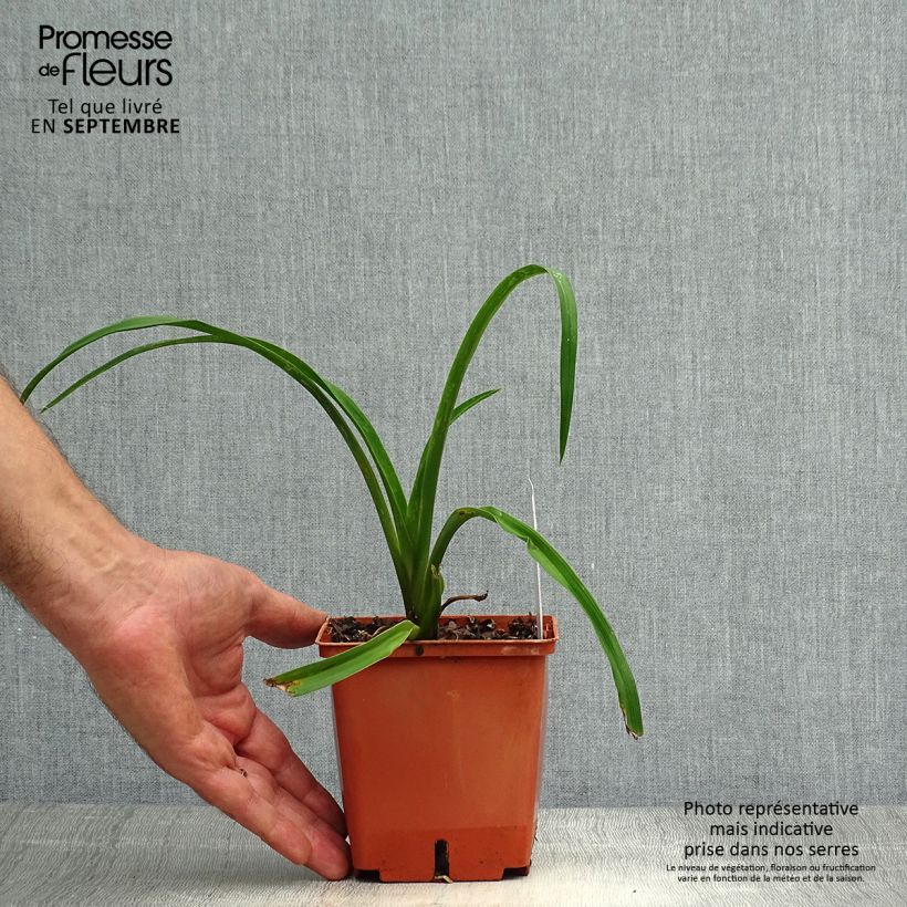 Hemerocallis Barbara Mitchell - Daylily 1L/1.5L pot sample as delivered in autumn