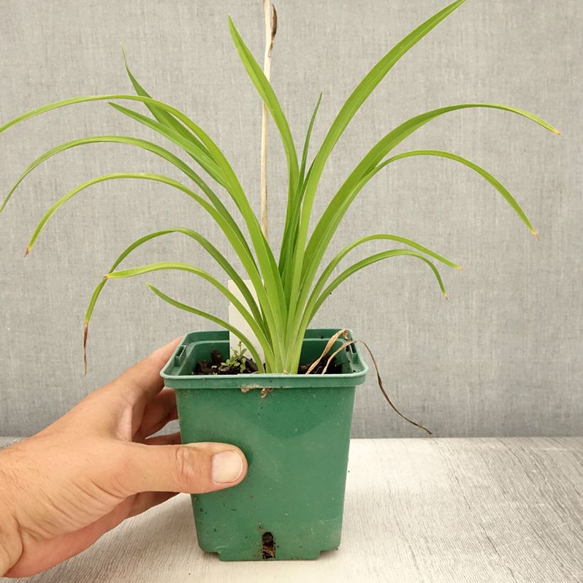 Hemerocallis Burning Daylight - Daylily 8/9 cm pot sample as delivered in summer