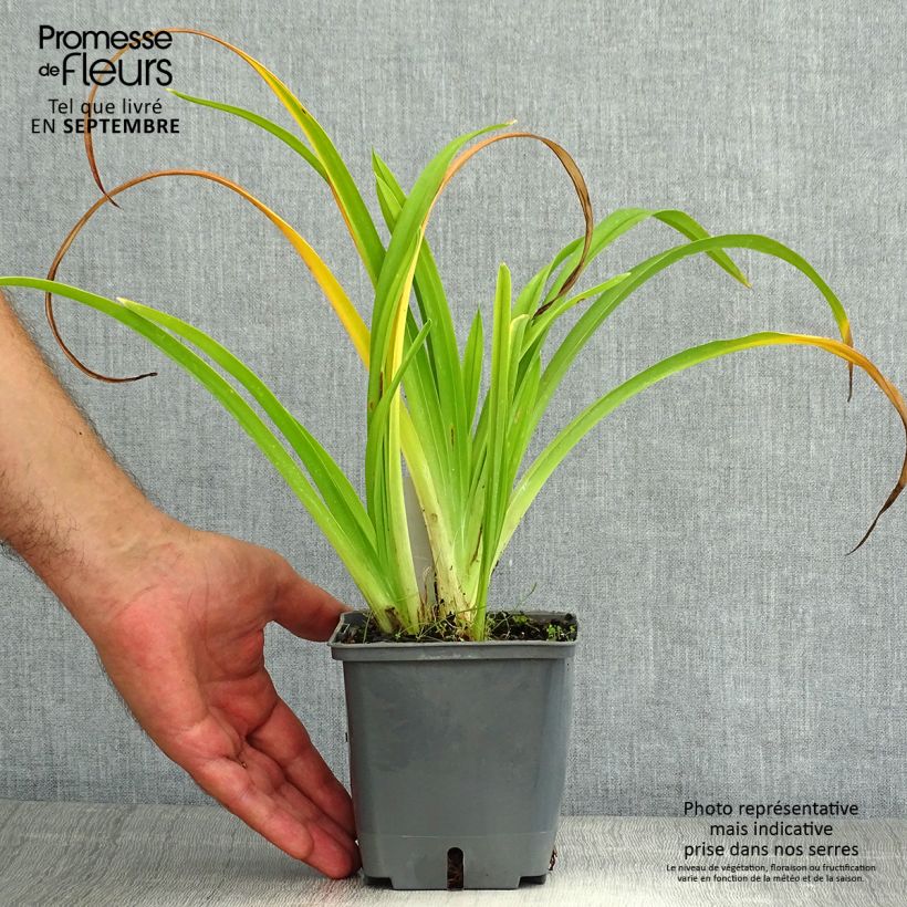 Hemerocallis Calico Jack - Daylily 1L/1.5L pot sample as delivered in summer