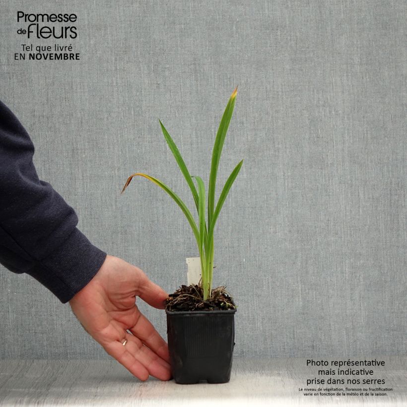 Hemerocallis Canadian Border Patrol - Daylily 8/9 cm pot sample as delivered in autumn