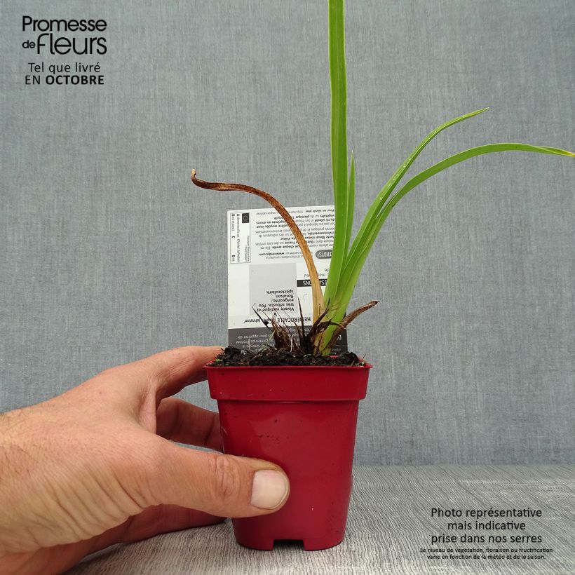 Hemerocallis Charles Johnson - Daylily 8/9 cm pot sample as delivered in autumn