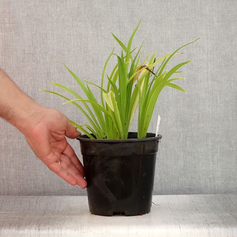Hemerocallis Chicago Sunrise - Daylily 2L/3L pot sample as delivered in summer