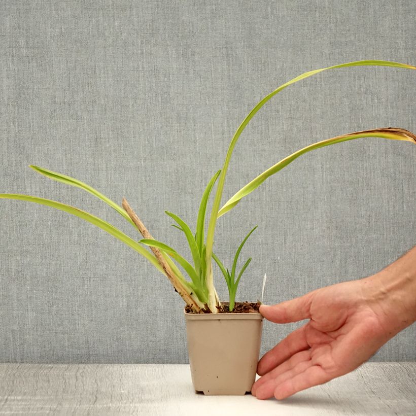 Hemerocallis Chocolate Candy - Daylily 8/9 cm pot sample as delivered in summer