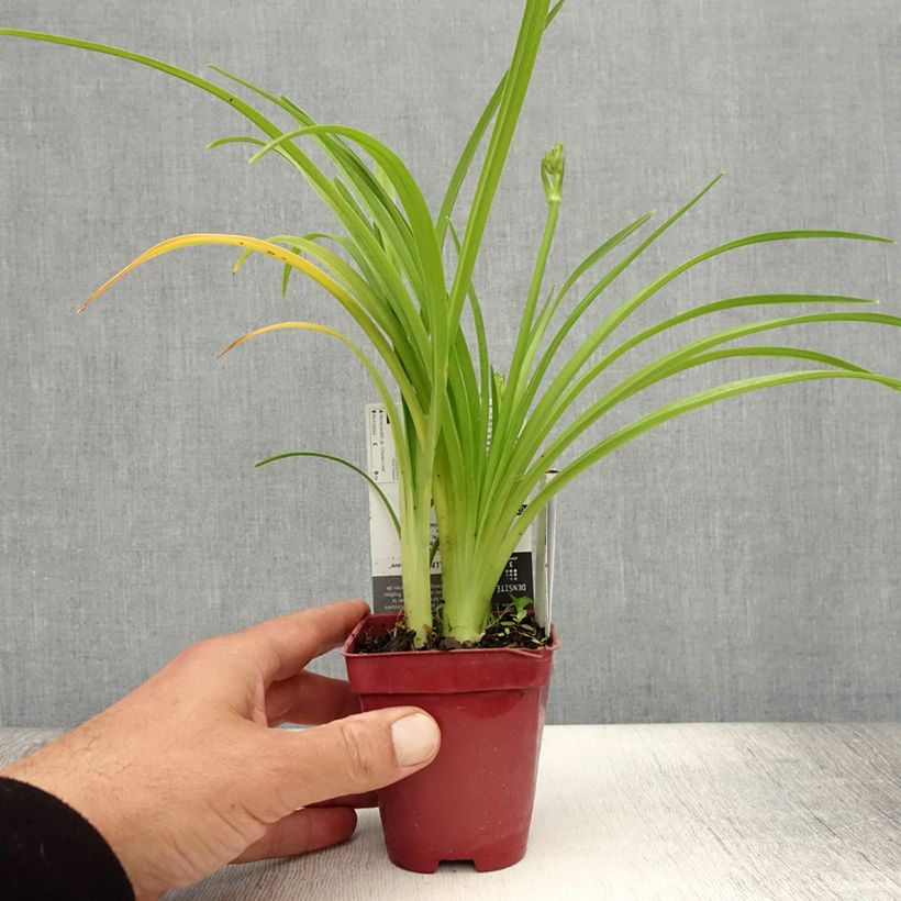 Hemerocallis Chosen Love - Daylily 8/9 cm pot sample as delivered in summer