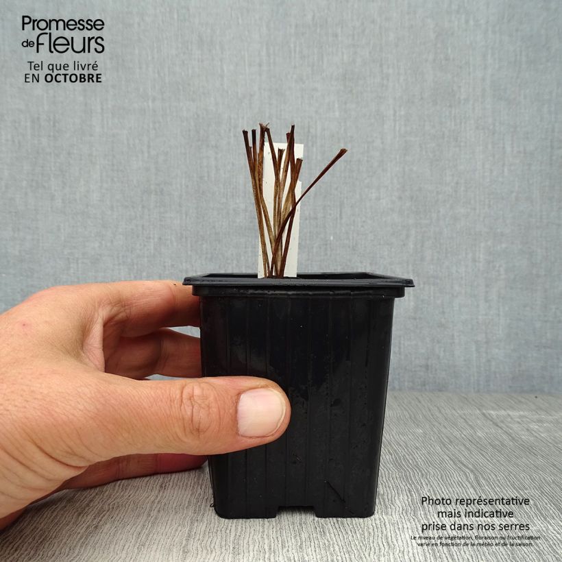 Hemerocallis Corky - Daylily 8/9 cm pot sample as delivered in autumn
