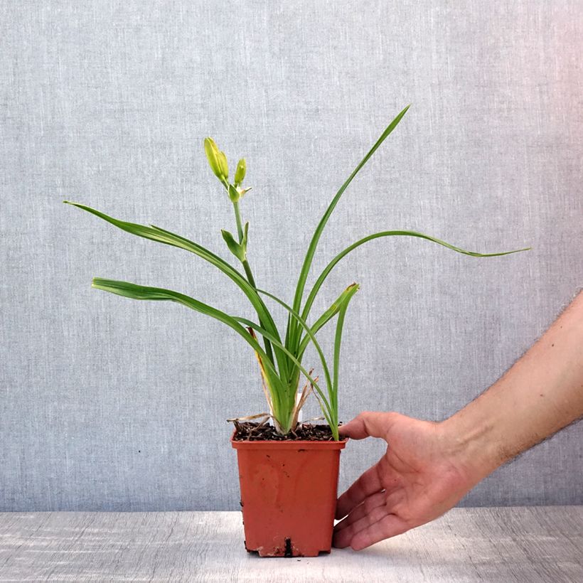 Hemerocallis Destined to See - Daylily 1L/1.5L pot sample as delivered in summer