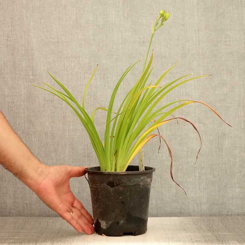 Hemerocallis Double River Wye - Daylily 2L/3L pot sample as delivered in summer