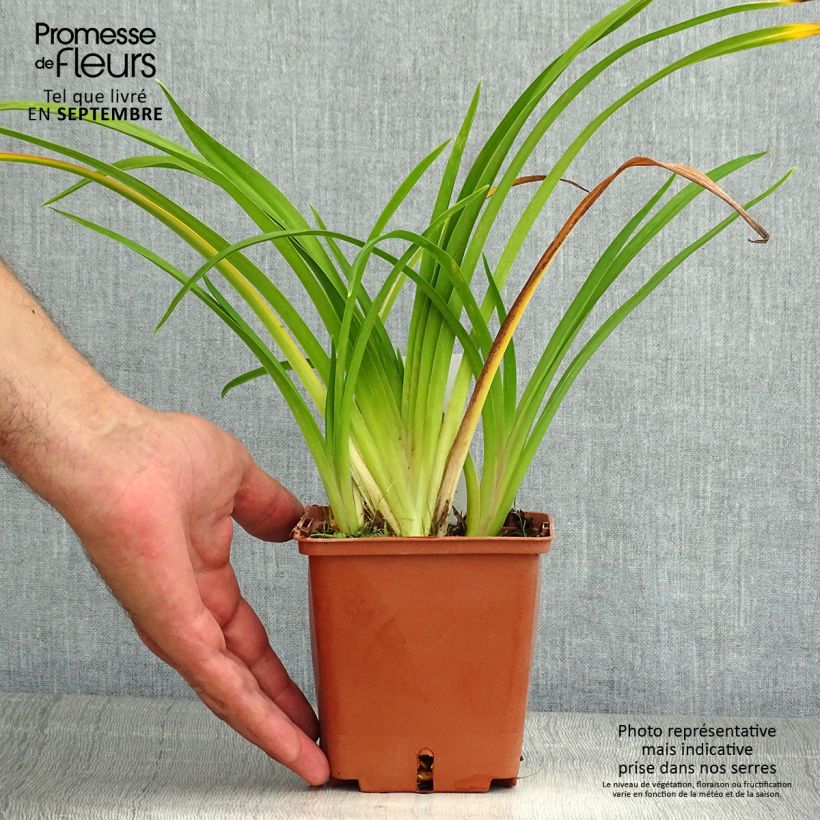 Hemerocallis Dream Legacy - Daylily 1L/1.5L pot sample as delivered in summer