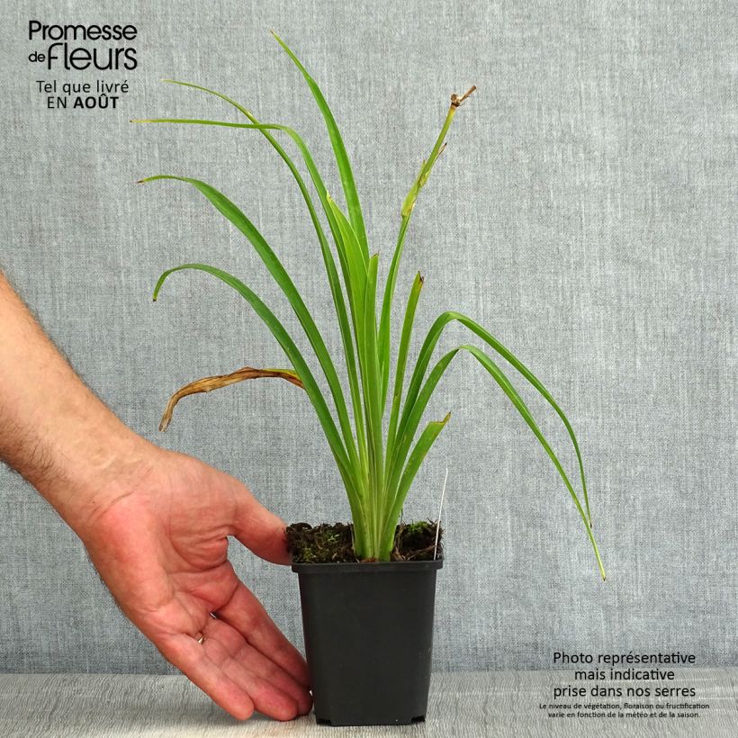 Hemerocallis Ed Murray - Daylily 8/9 cm pot sample as delivered in summer