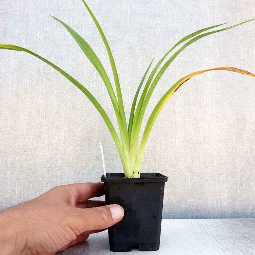 Hemerocallis El Desperado - Daylily 8/9 cm pot sample as delivered in summer