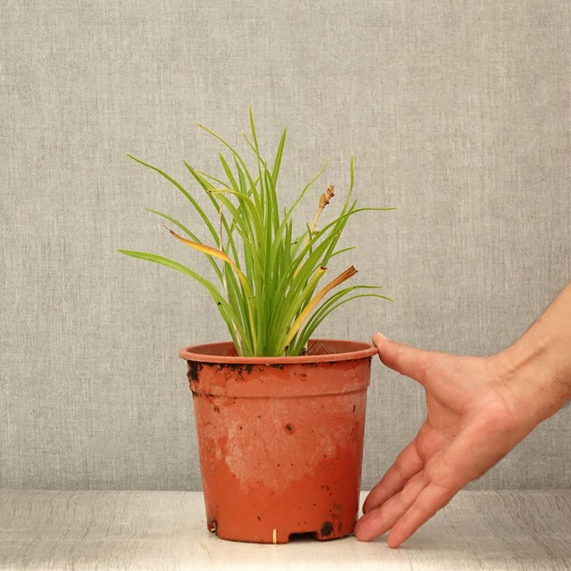 Hemerocallis Everydaylily Punch Yellow - Daylily 2L/3L pot sample as delivered in summer