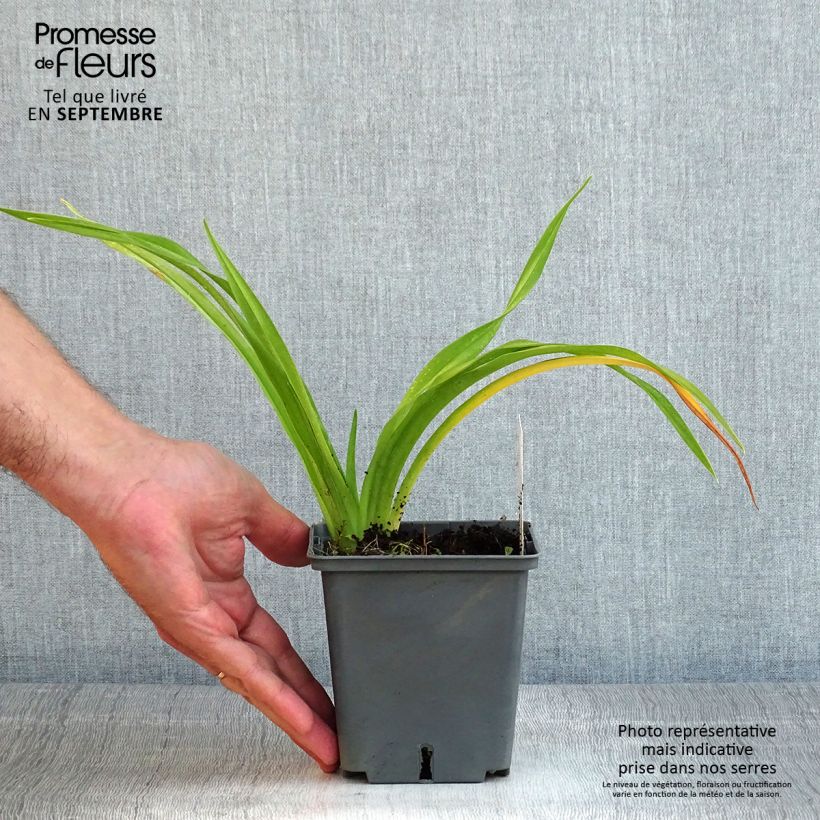 Hemerocallis Flight of The Dragon - Daylily 1L/1.5L pot sample as delivered in summer