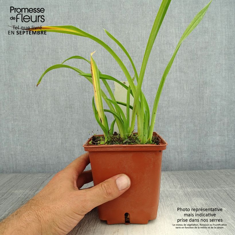 Hemerocallis Fooled Me - Daylily 1L/1.5L pot sample as delivered in summer
