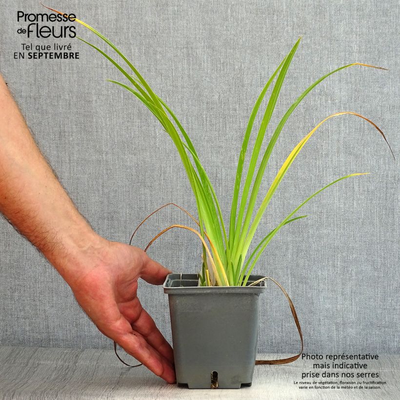 Hemerocallis 'Forty Second Street' - Daylily 1L/1.5L pot sample as delivered in summer