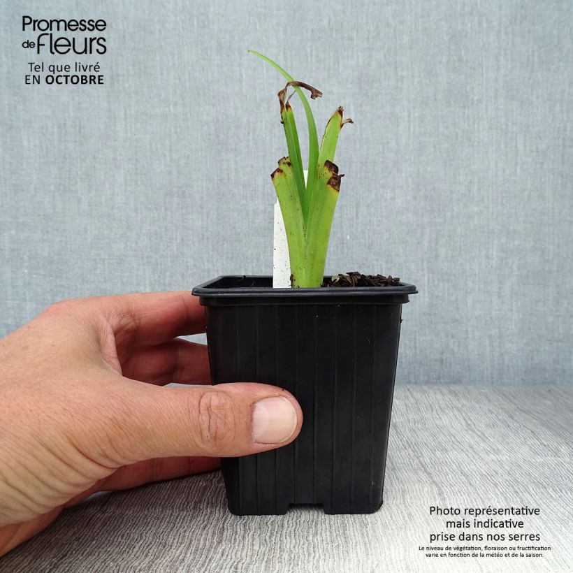 Hemerocallis fulva Flore Pleno - Daylily 8/9 cm pot sample as delivered in autumn
