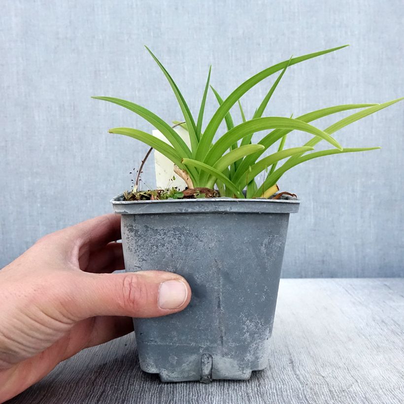 Hemerocallis Graces of Ganymede - Daylily 1L/1.5L pot sample as delivered in spring