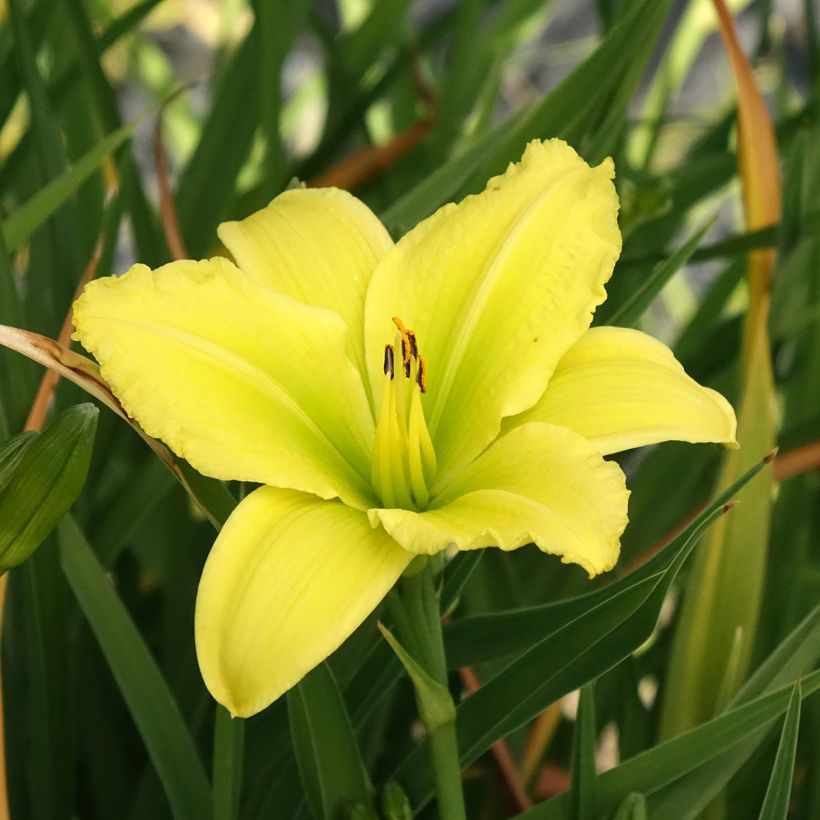 Hemerocallis Green Flutter - Daylily (Flowering)