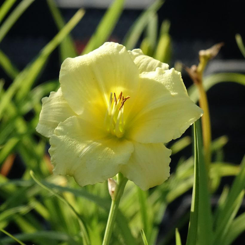 Hemerocallis Happy Returns - Daylily (Flowering)