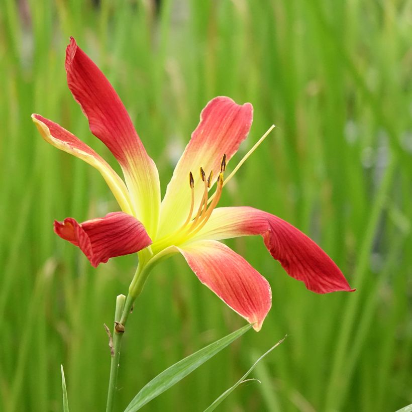 Hemerocallis Hot Wheels - Daylily (Flowering)