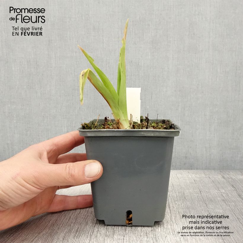 Hemerocallis In Excess - Daylily 1L/1.5L pot sample as delivered in winter