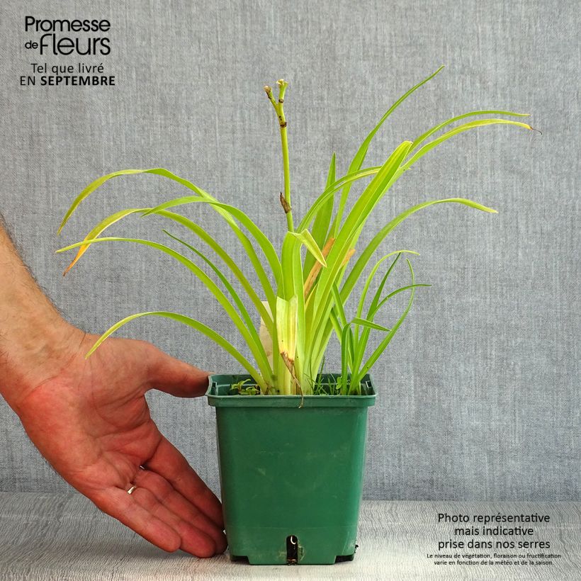 Hemerocallis Jason Salter - Daylily 1L/1.5L pot sample as delivered in summer