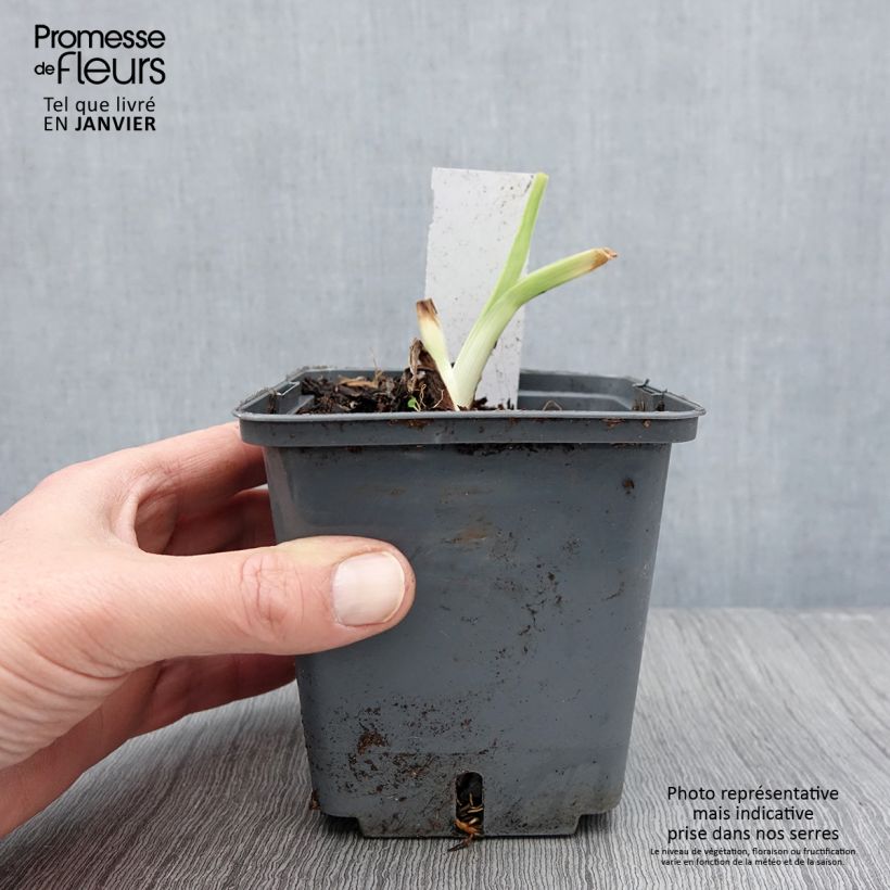Hemerocallis Land of Cotton - Daylily 1L/1.5L pot sample as delivered in winter