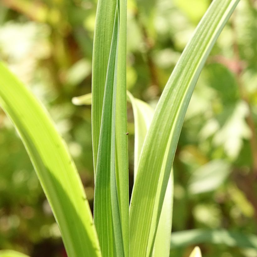Hemerocallis Mauna Loa - Daylily (Foliage)