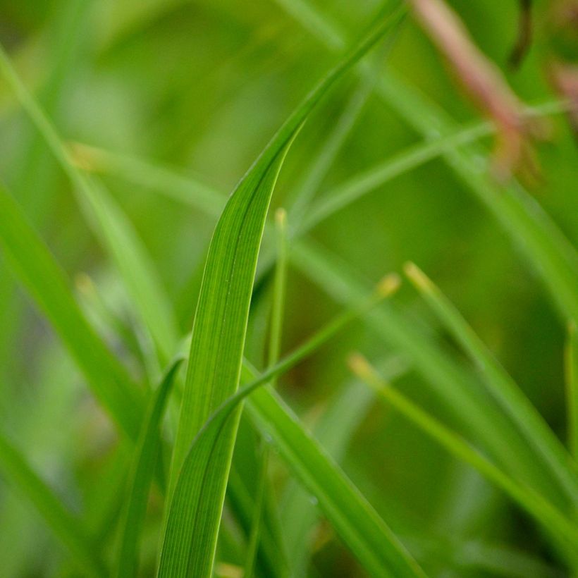 Hemerocallis middendorffii - Daylily (Foliage)