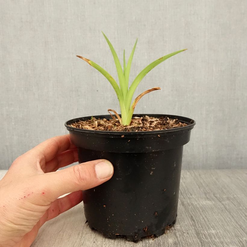 Hemerocallis Mildred Mitchell - Daylily sample as delivered in spring
