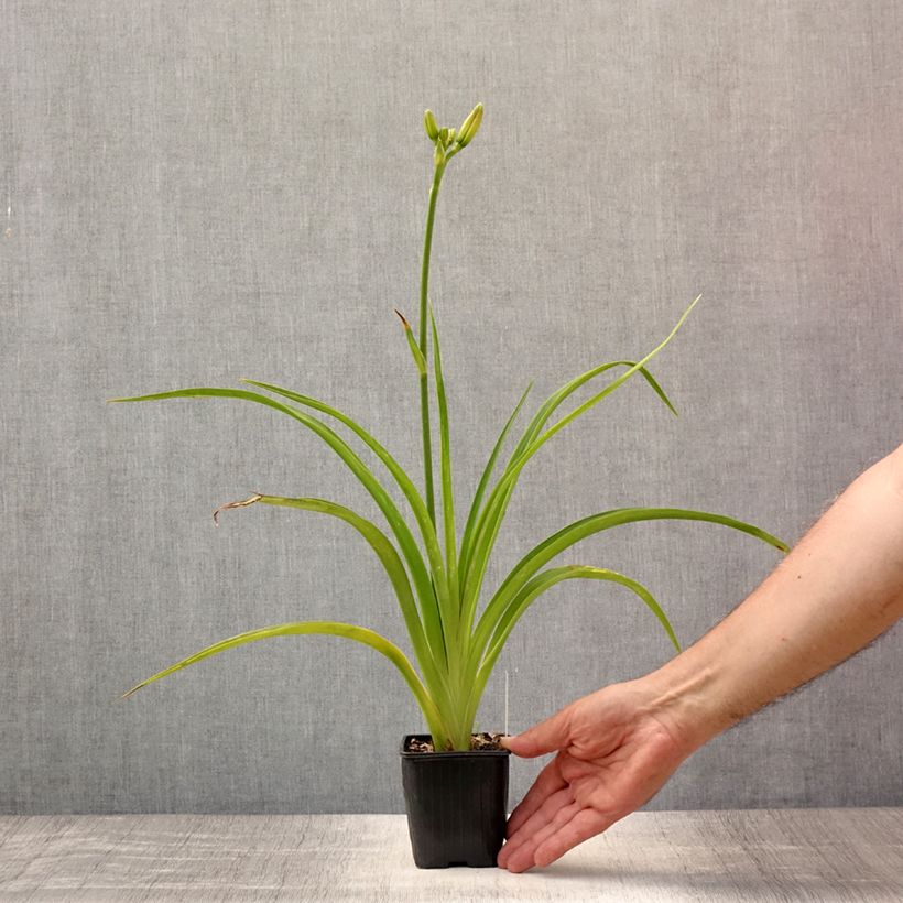 Hemerocallis Mildred Mitchell - Daylily 8/9 cm pot sample as delivered in summer