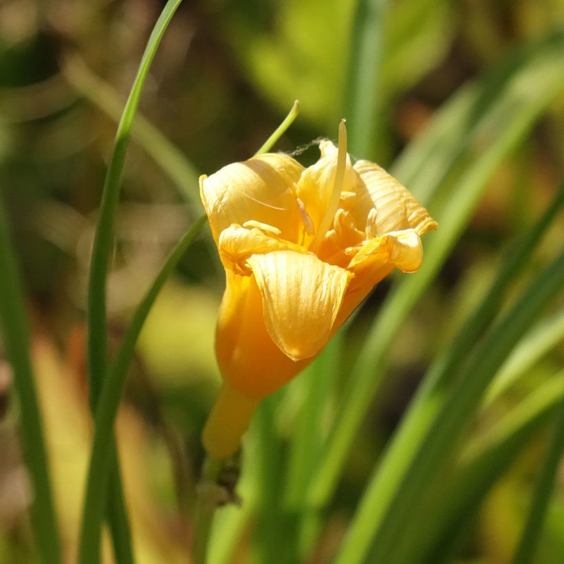 Hemerocallis Mini stella - Daylily (Flowering)