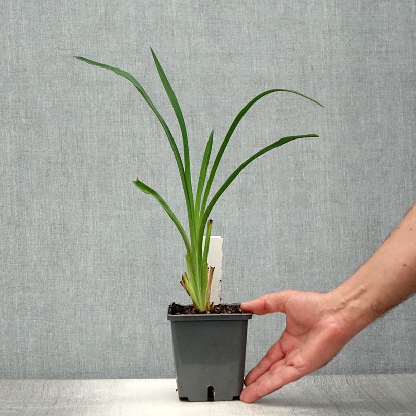 Hemerocallis Night Embers - Daylily 1L/1.5L pot sample as delivered in summer