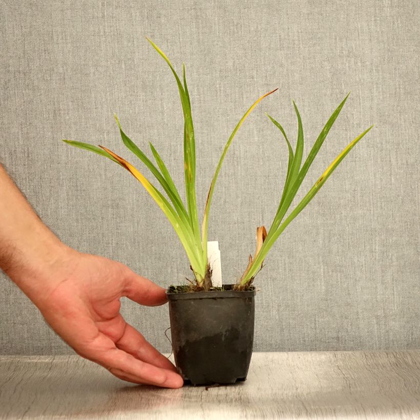 Hemerocallis Olive Bailey Langdon - Daylily 8/9 cm pot sample as delivered in summer