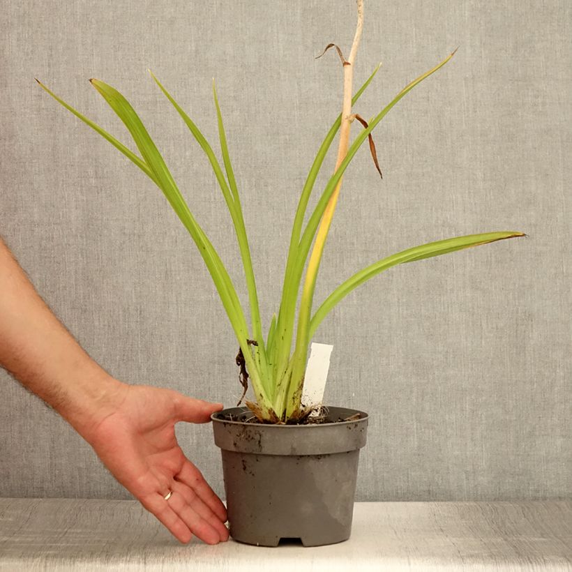 Hemerocallis Gentle Shepherd - Daylily 2L/3L pot sample as delivered in summer