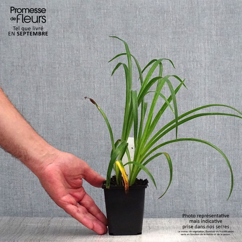 Hemerocallis Pandoras Box - Daylily 8/9 cm pot sample as delivered in summer