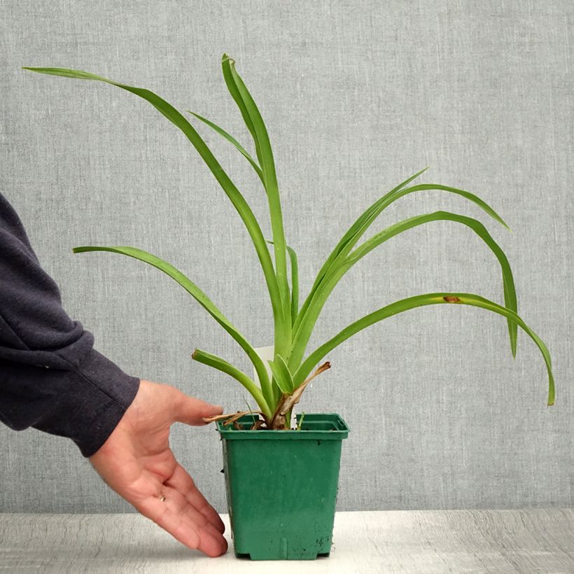Hemerocallis Pandoras Box - Daylily 1L/1.5L pot sample as delivered in summer