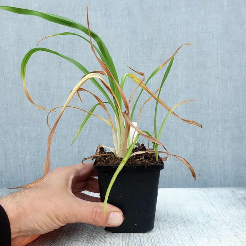 Hemerocallis Red Rum - Daylily 8/9 cm pot sample as delivered in autumn