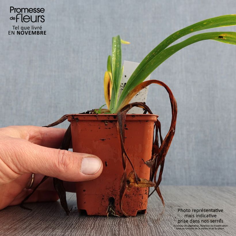Hemerocallis Roswitha - Daylily 8/9 cm pot sample as delivered in autumn