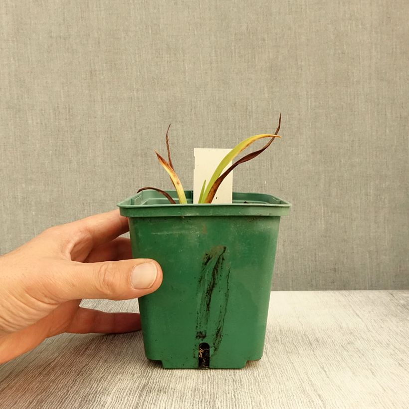 Hemerocallis Roswitha - Daylily 1.5L/2L pot sample as delivered in autumn