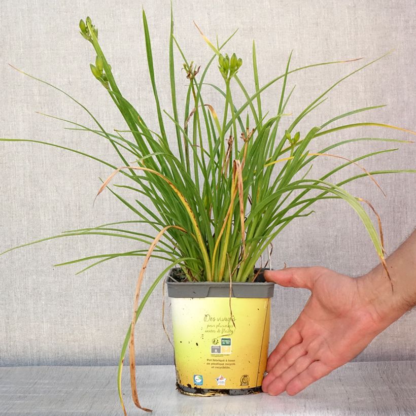Hemerocallis Stella de Oro - Daylily 2L/3L pot sample as delivered in summer