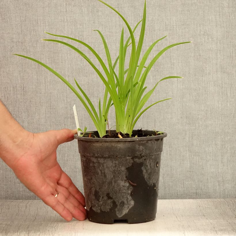 Hemerocallis Strawberry Candy - Daylily 2L/3L pot sample as delivered in summer