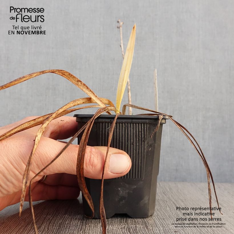 Hemerocallis Sugar Candy - Daylily 8/9 cm pot sample as delivered in autumn